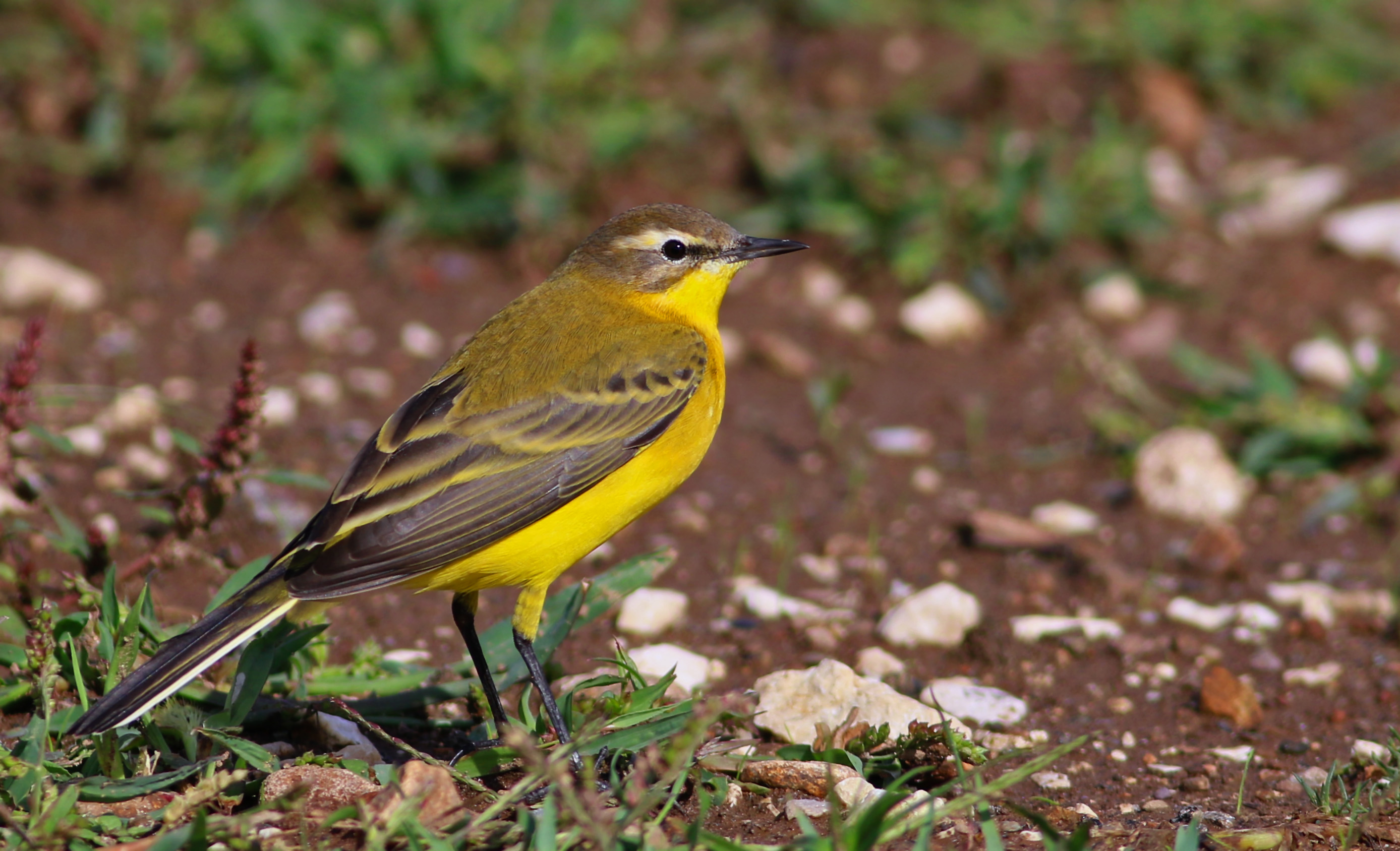Western Yellow Wagtail